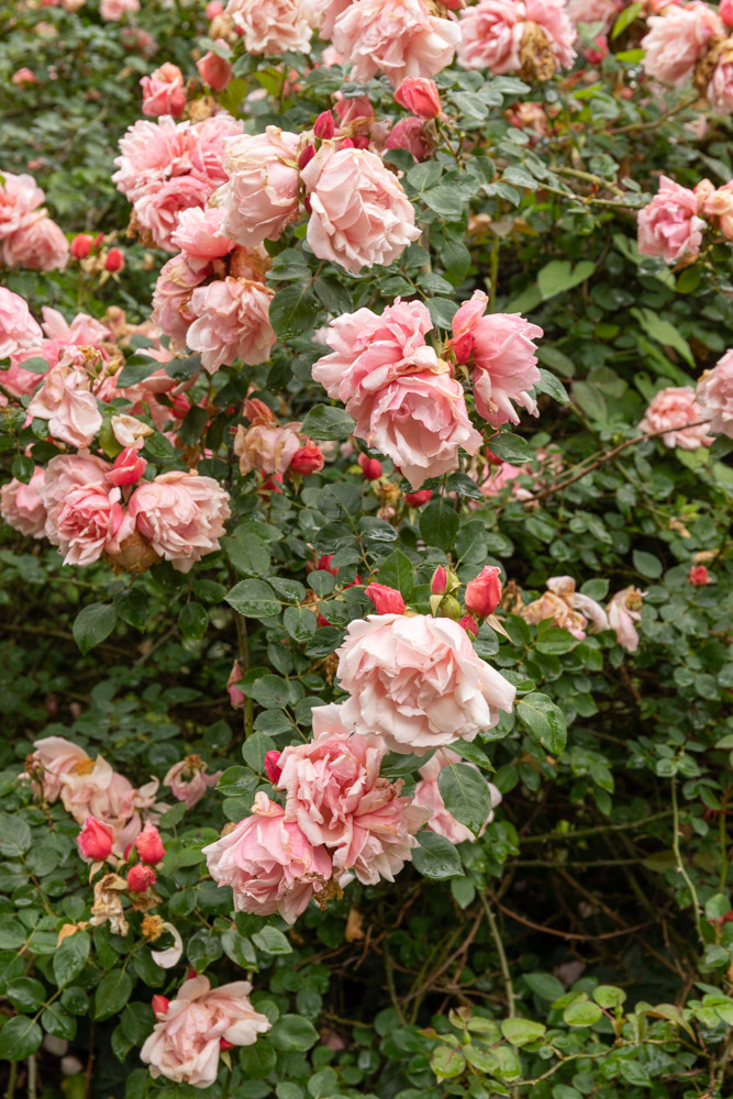 © Sibylle Pietrek 2019_Giardino-Ninfa-Italien_190527_1191