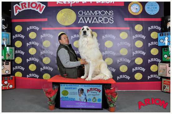 PASTORA DE VIEJA LOBA...Otro sueño más cumplido!!!! En tan solo 55 días se proclama NUEVA CAMPEONA ESPAÑA en su clase. Queremos agradecer y dar las gracias a los tres jueces que la han valorado muy positivamente y lo han hecho posible.