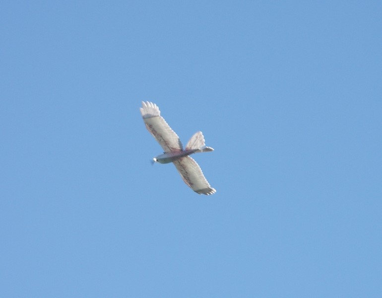 L'oiseau de Paul, une race très électrique !