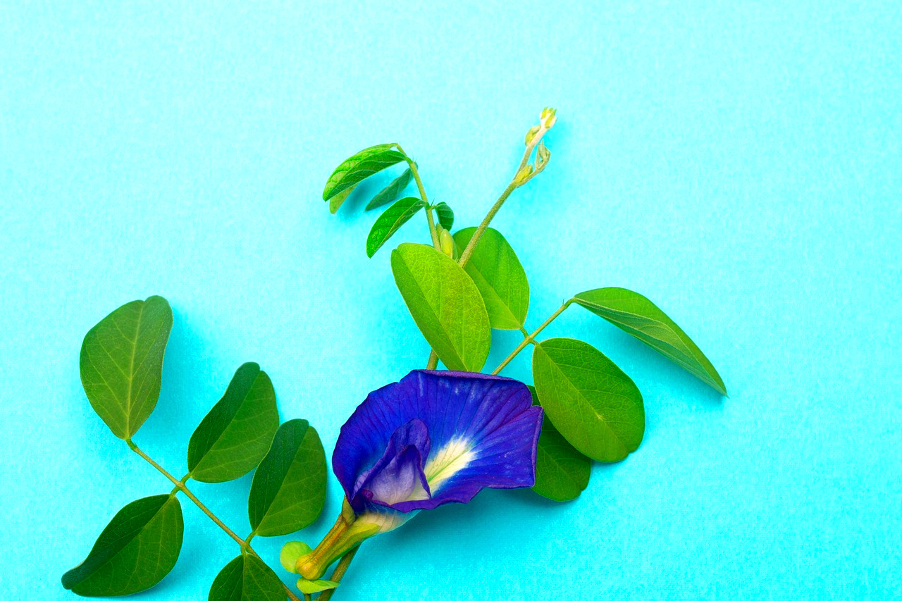 Schmetterlingserbsenblüte