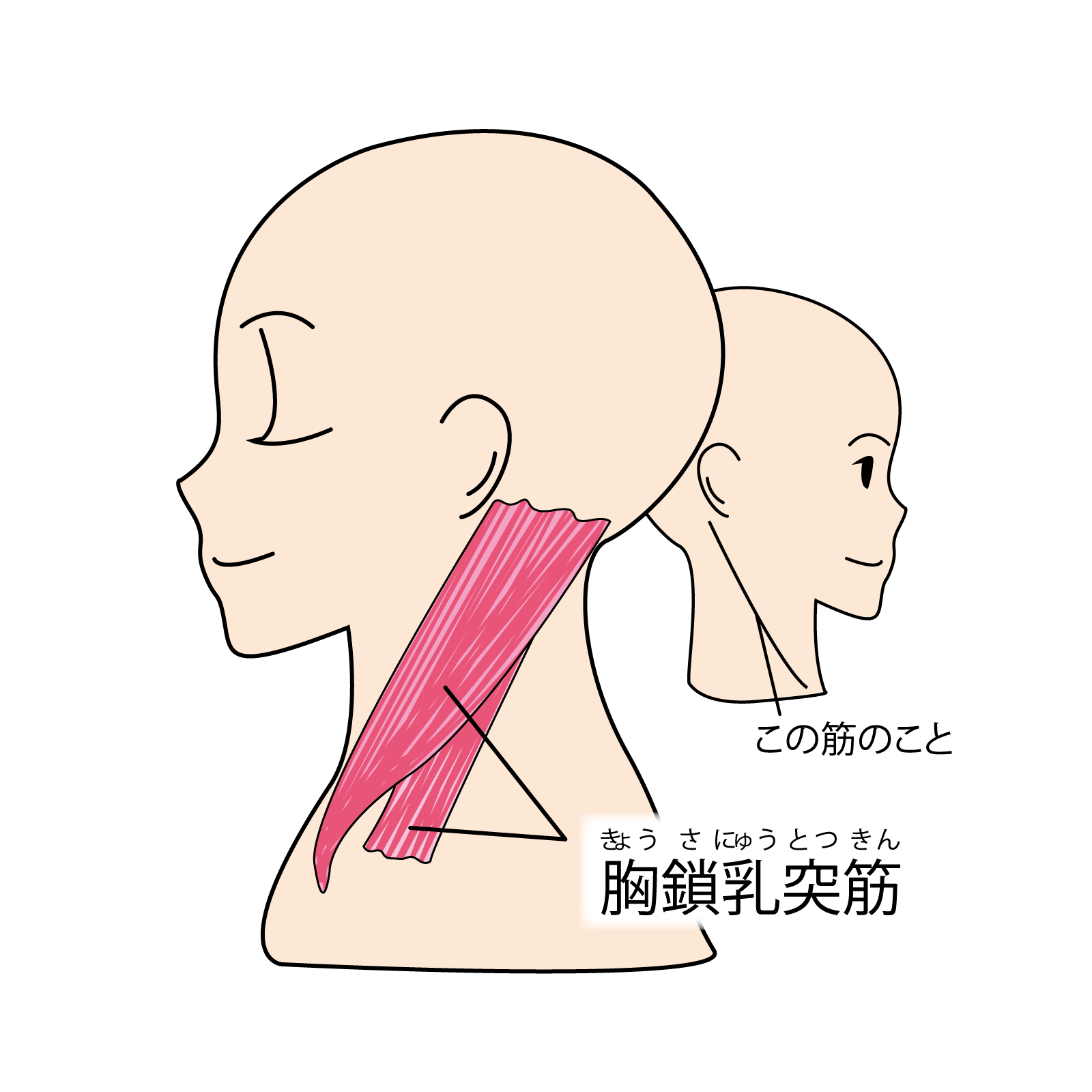 歯の痛み 天療整体施術院