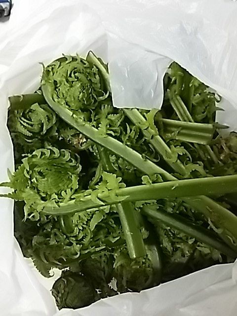 こごみ