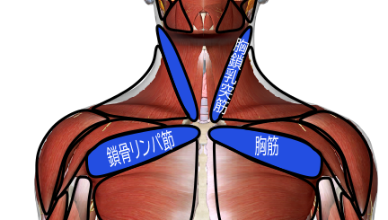 胸鎖乳突筋 鎖骨リンパ節  胸筋   リンパ調整