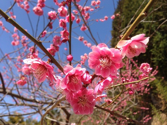 土助梅園　梅の花