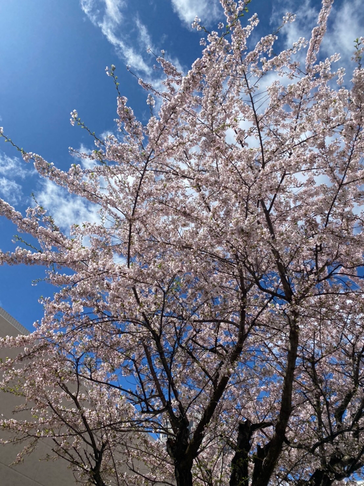 サロンの裏側、駐車場の桜🌸✨突然満開に（╹◡╹）！！