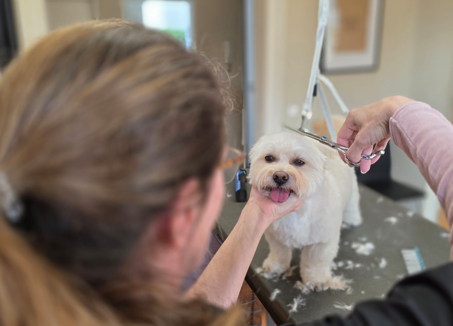 Hundefriseur