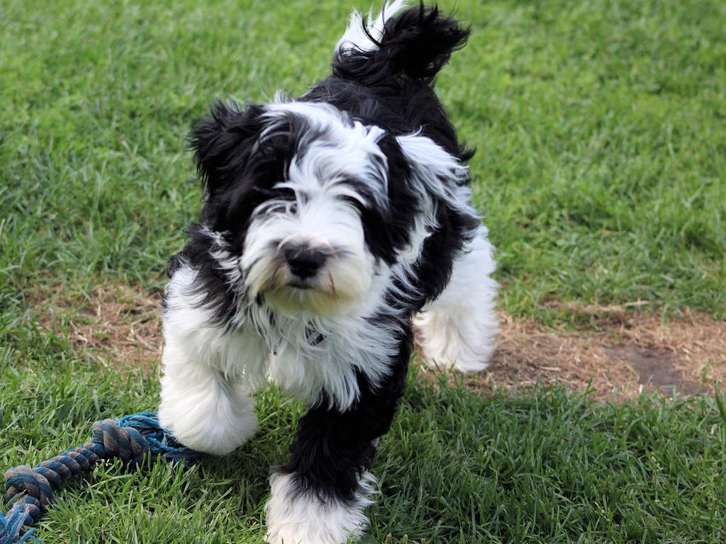 Tibet Terrier Welpen Wurfe Tibet Terrier Du Joyeux Berger
