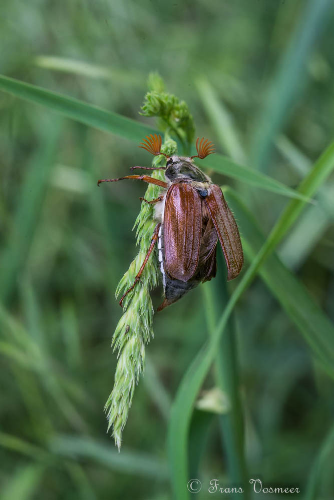 Feldmaikäfer (Melolontha melolontha)