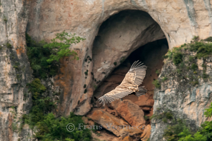 Gänsegeier - Gyps fulvus