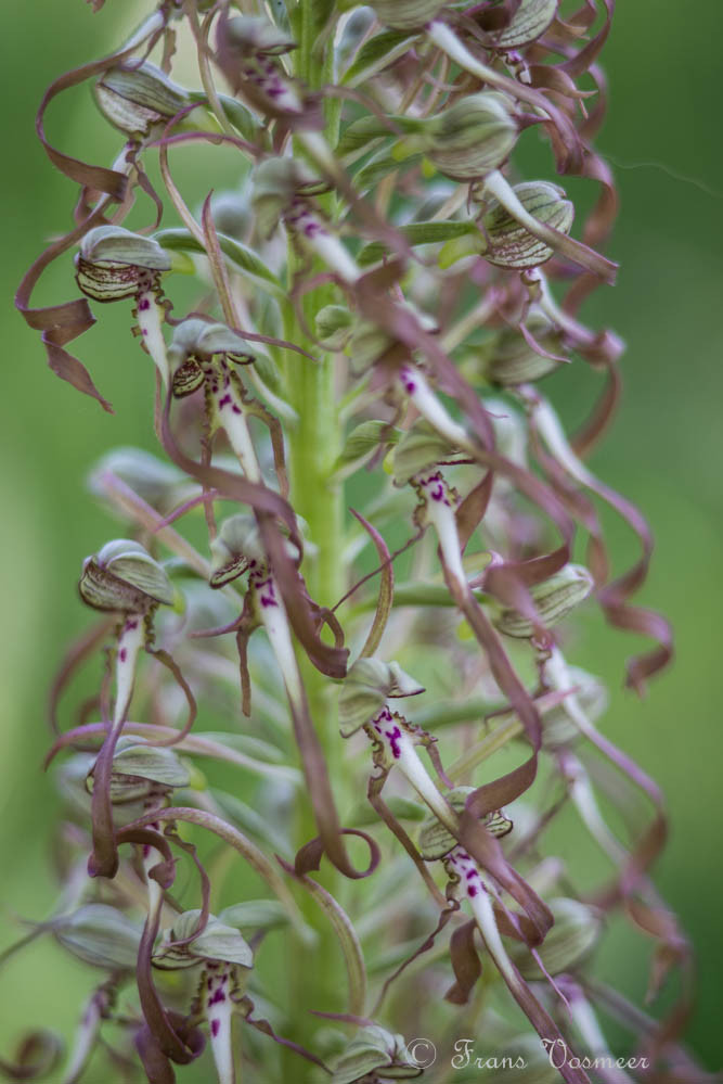 Bocks-Riemenzunge (Himantoglossum hircinum)