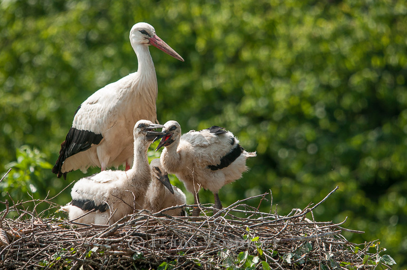 Weißstorch - Ciconia ciconia