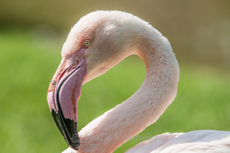 Rosaflamingo - Phoenicopterus roseus