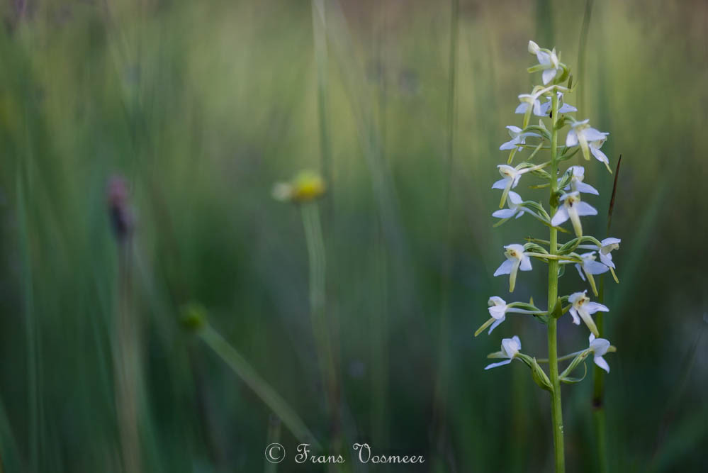 Zweiblättrige Waldhyazinthe (Platanthera bifolia)