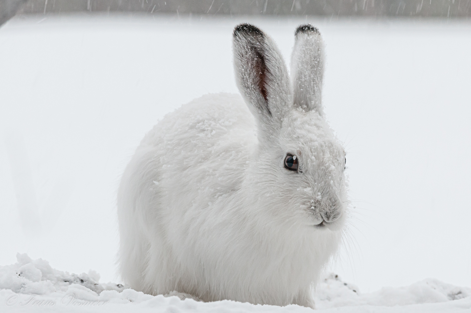 Schneehasen - Vosmeer Naturfotografie