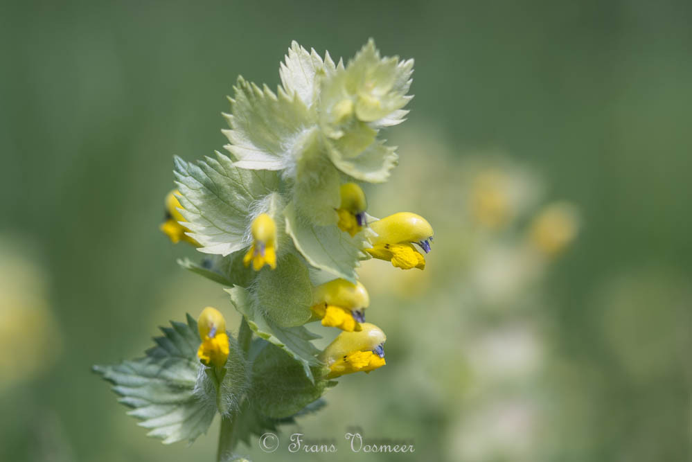 Zottiger Klappertopf (Rhinanthus alectorolophus)