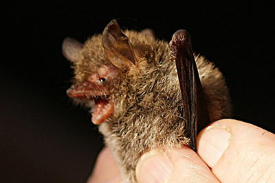 Fransenfledermaus 