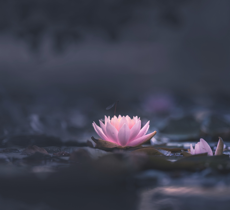 Geen modder, geen Lotus