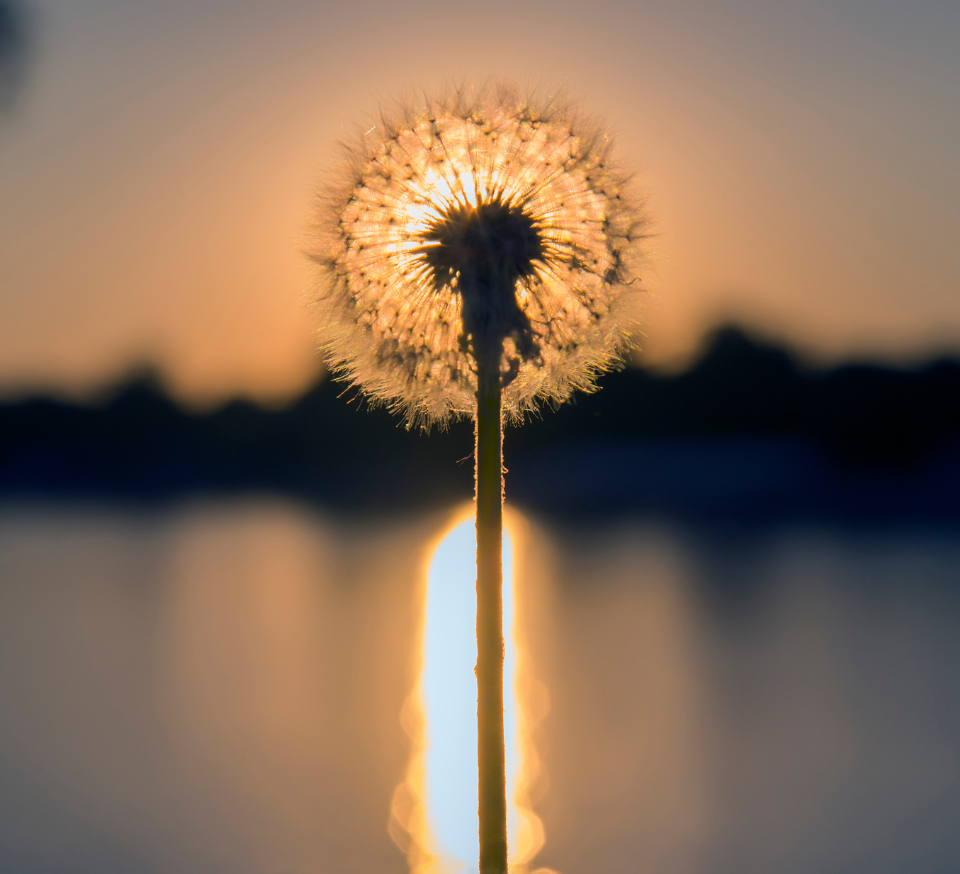 Wens meditatie: Wens naar de bron brengen