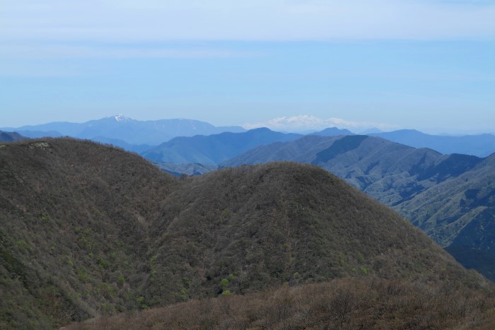 伊吹山ドライブウェーから能郷白山と加賀白山　4/27撮影