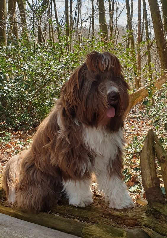 Boomer aus dem X Wurf, noch ein hübscher Schokotibi mit knapp einem Jahr.