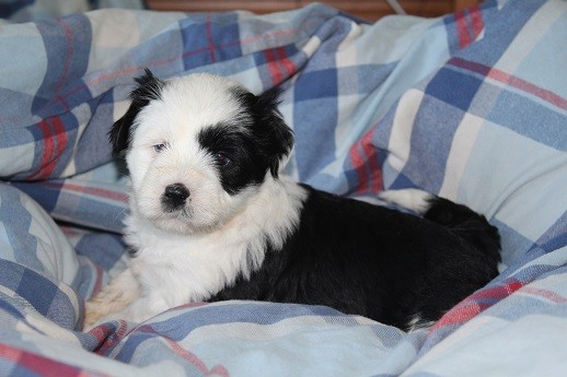 Tibet Terrier  Welpe Little People NRW