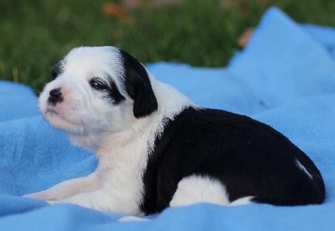 Little People Tibet Terrier Welpen NRW