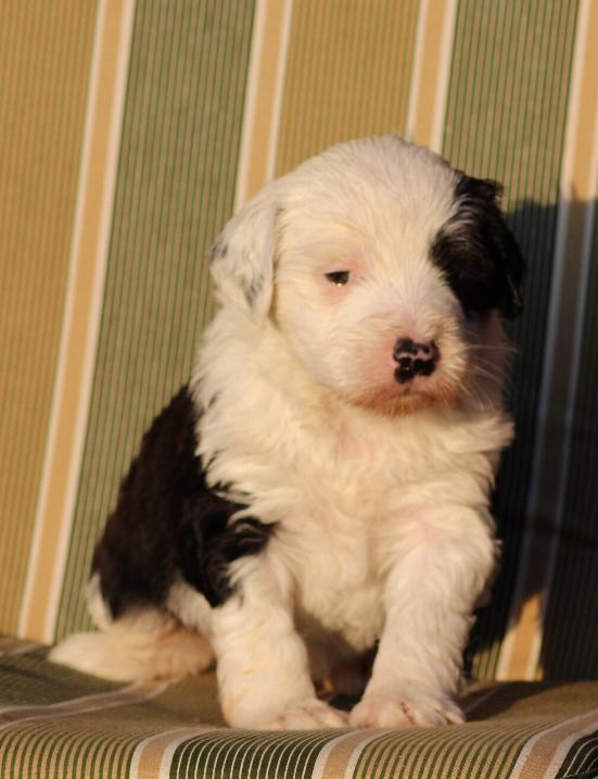 Tibet Terrier Welpen NRW Little People