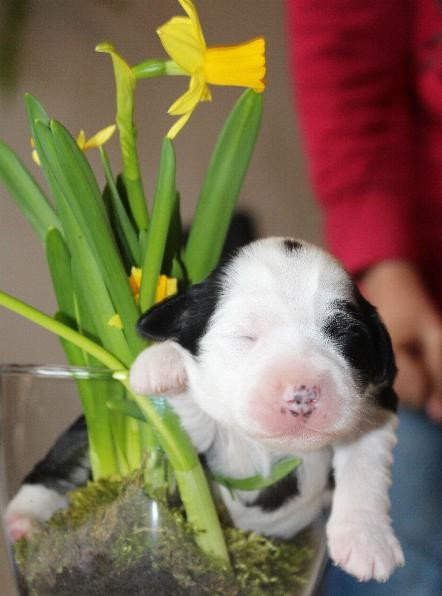 Tibet Terrier Little People NRW Welpen