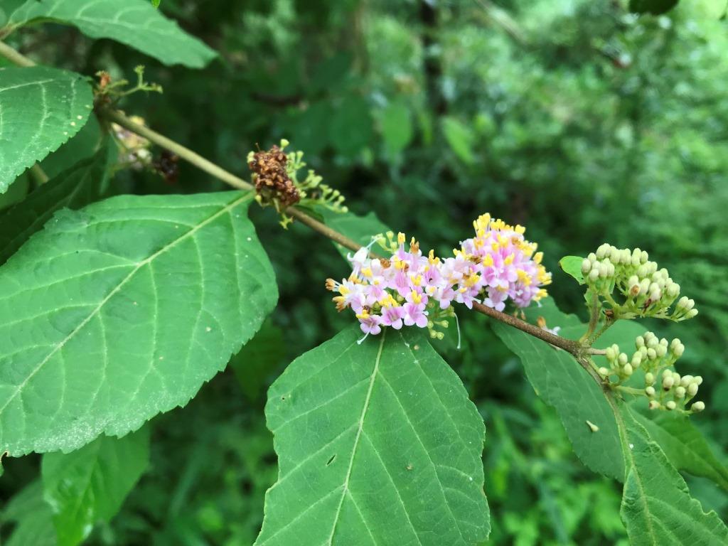 ムラサキシキブの花