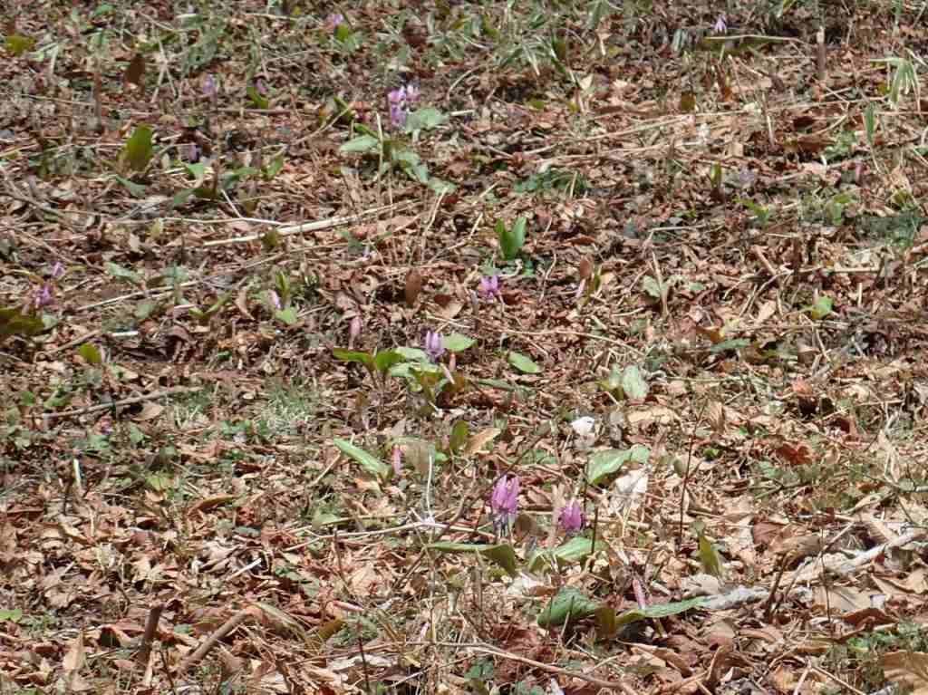 カタクリ、これから群生します。