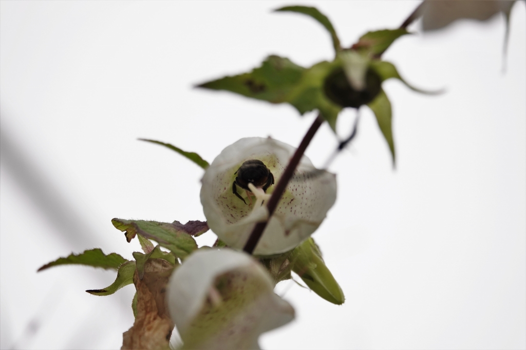 ホタルブクロの花の中（マルハナバチらしき虫が入ってます）