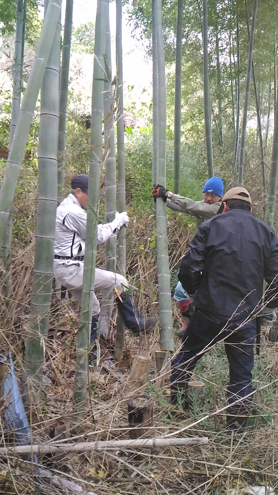 材料の竹の切り出し作業。１０センチ程度の竹を６本程度切り出しました！