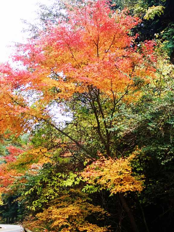 バス乗り場近くの紅葉