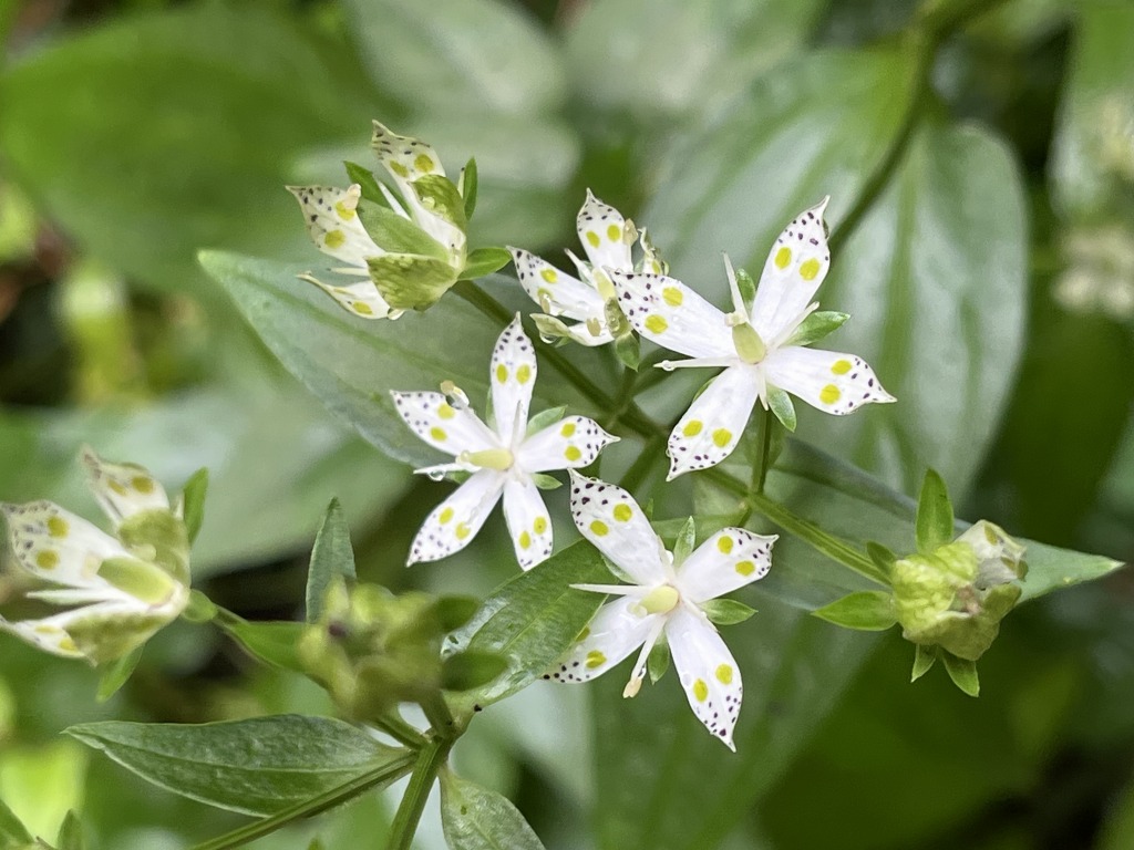 念仏坂で見かけたアケボノソウ