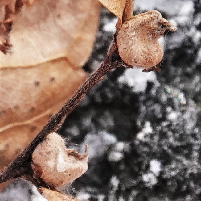 写真1-1　ケヤキの種