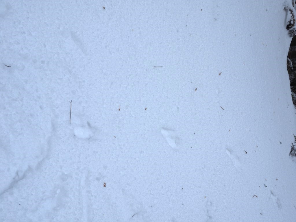 動物の足跡。キツネかな～？