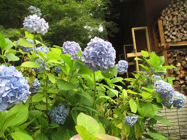 園地のアジサイ