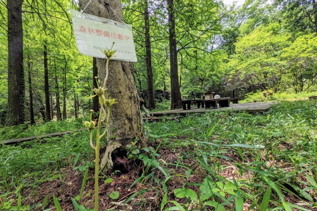 ショウジョウバカマの実（八ツ橋　ベンチ東側）