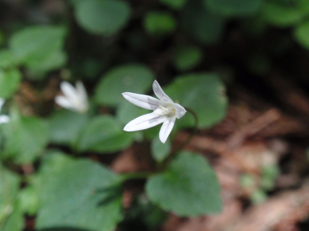 こんな花が咲いていたり