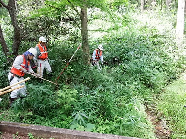 八つ橋湿地北側笹刈り実施前