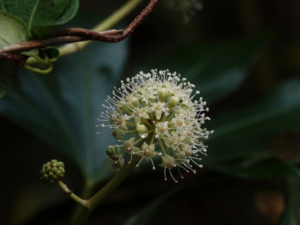 ヤツデの花（花盤に蜜がたっぷり）