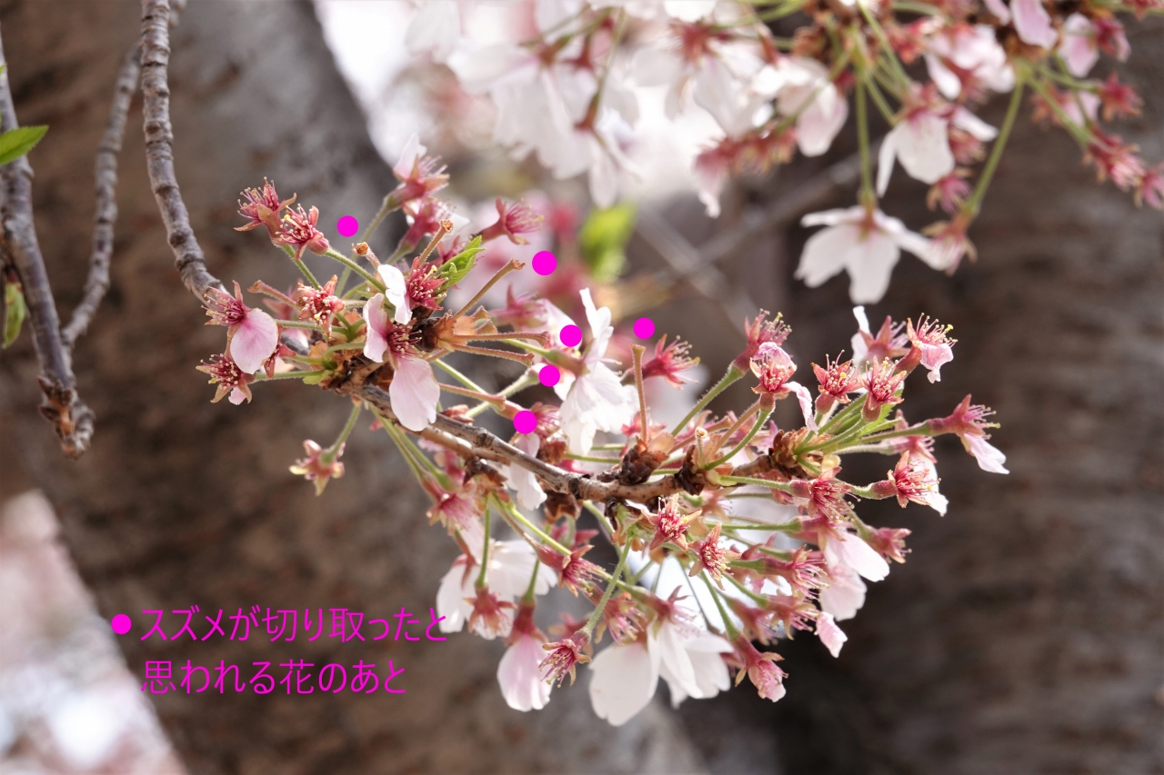 写真６　花が切り取られたサクラ（大阪市内の公園）