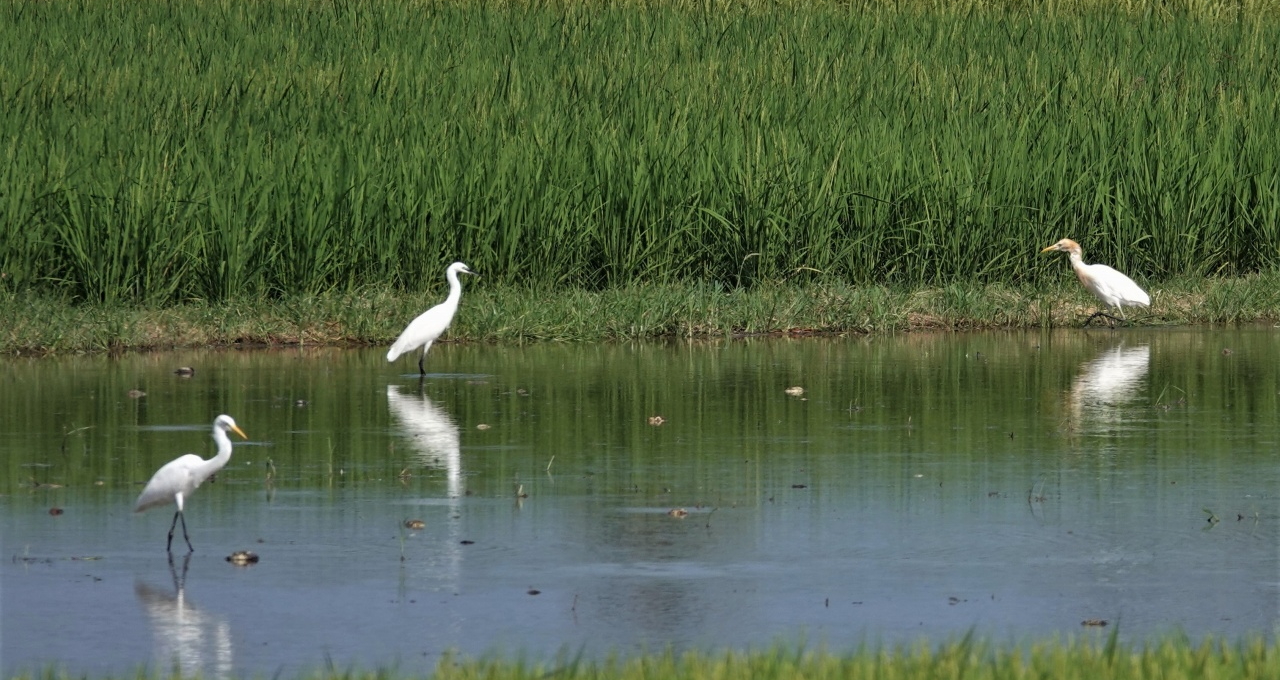 No.51 白鷺（しらさぎ）の婚姻色 - NPO法人 日本パークレンジャー協会