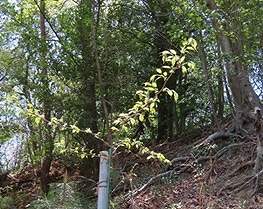 植樹したサクラ