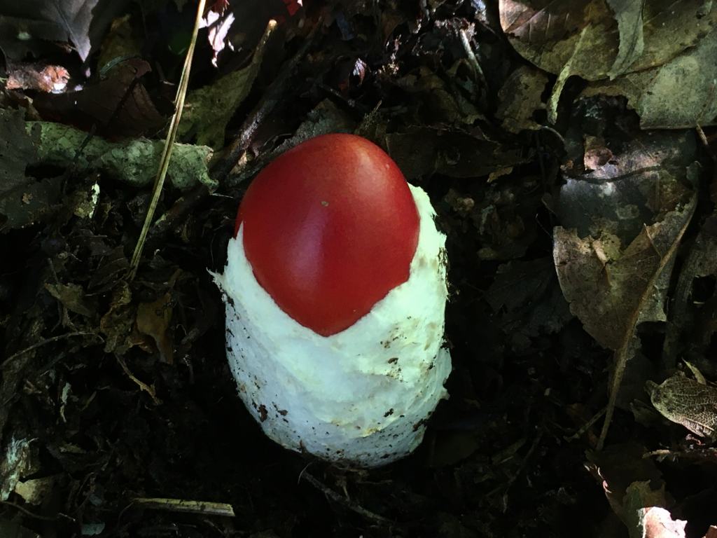 たまたま発見したタマゴタケ
