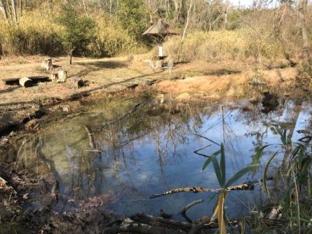 池全体に水量が増えてきた