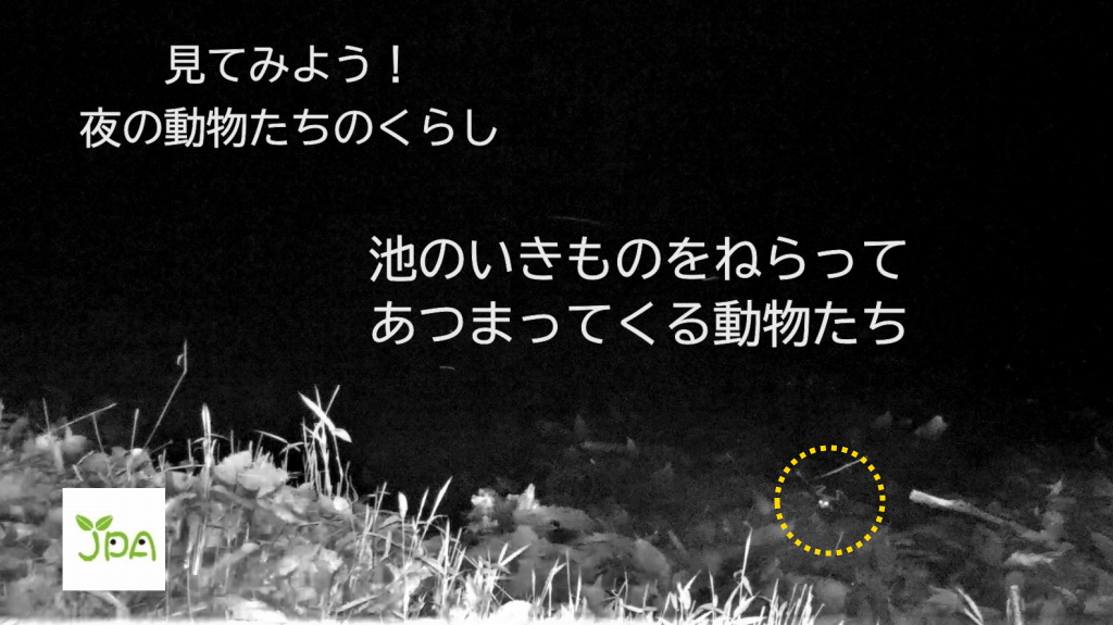 「池のいきものをねって集まってくる動物」