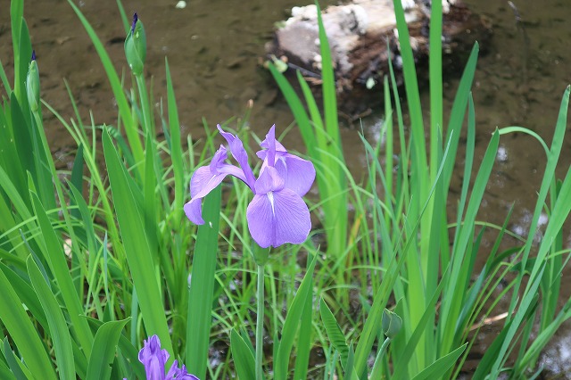 カキツバタ