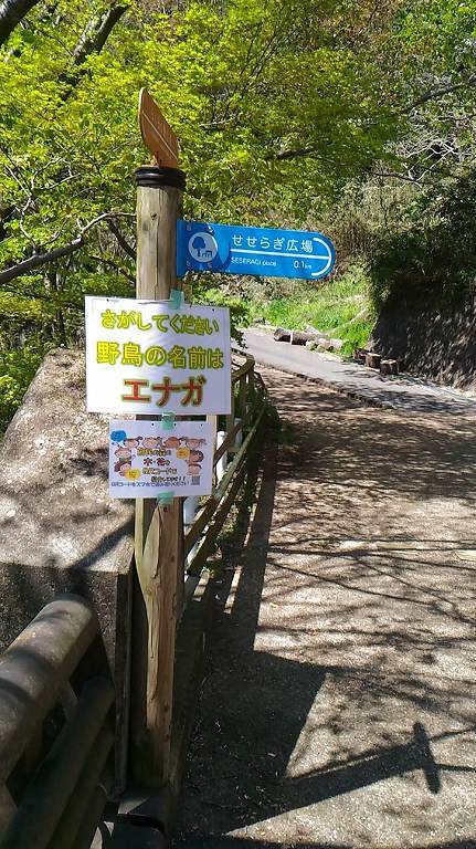 木に隠れた野鳥探しコーナー