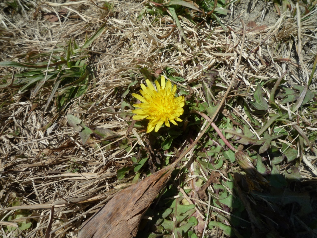 タンポポの花